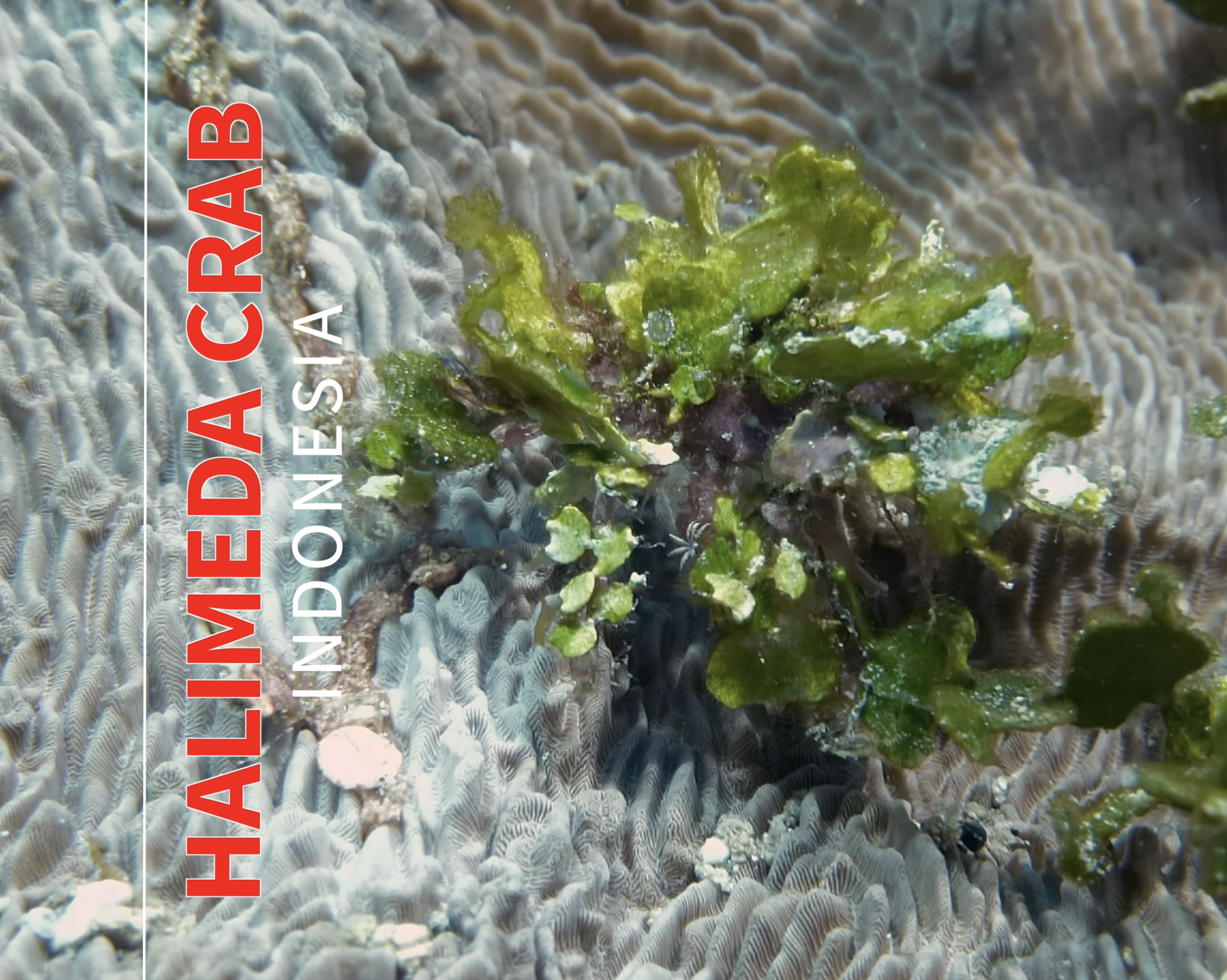 Underwater Camouflaged Gems: Halimeda Crabs